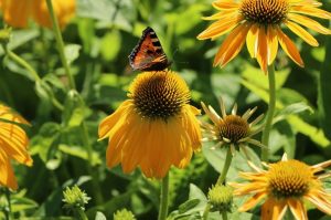 Echinacea purpurea 'Prairie Blaze Golden Yellow' - Kasvirág D14