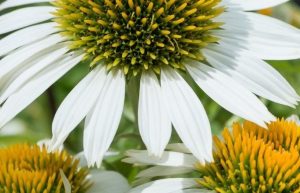 Echinacea purpurea 'Prairie Splendor Compact White' – Bíbor kasvirág 9x9