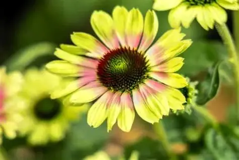 Echinacea purpurea 'Prairie Blaze Vintage Lime' – Bíbor kasvirág D14