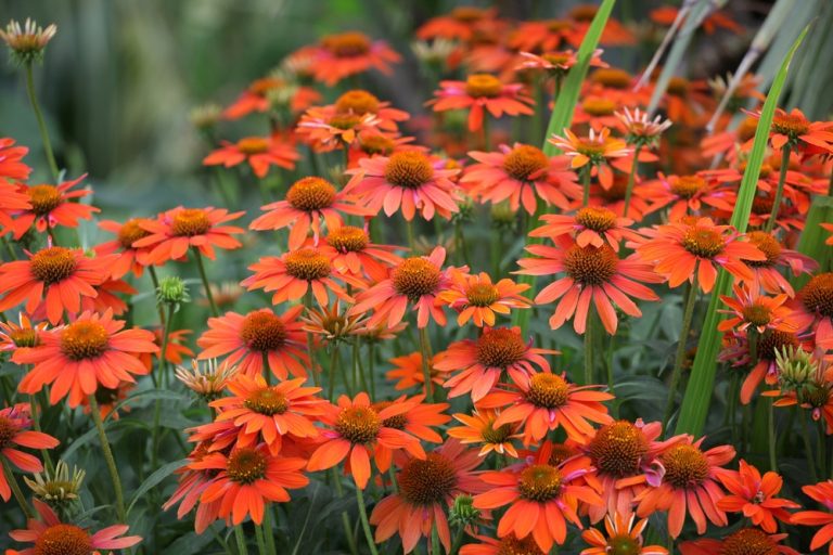 Echinacea 'SunSeekers Mineola' - Kasvirág D14