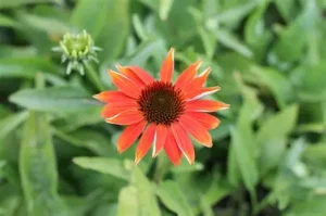 Echinacea ‘Prairie Blaze Orange Sunset’ – Kasvirág D14
