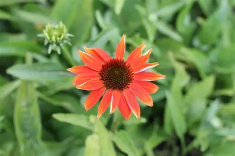 Echinacea ‘Prairie Blaze Orange Sunset’ – Kasvirág D14