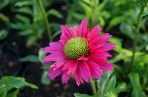 Echinacea 'SunSeekers Carmine' – Kasvirág D14