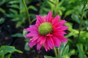 Echinacea 'SunSeekers Carmine' – Kasvirág D14