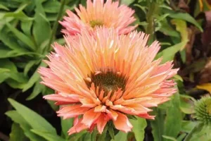 Echinacea 'SunSeekers Salmon' - Kasvirág D14
