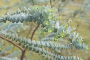Eucalyptus pulverulenta 'Baby Blue' – Kék lombú eukaliptusz D14