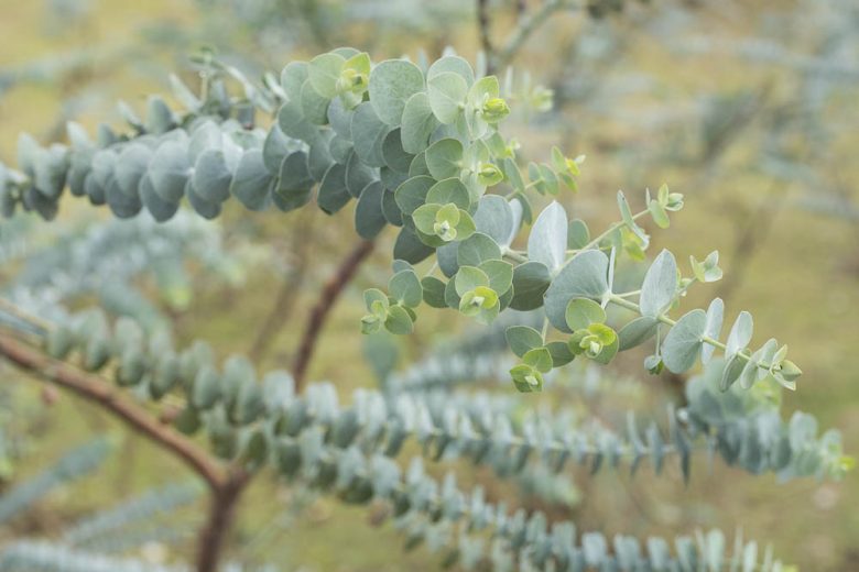 Eucalyptus pulverulenta 'Baby Blue' – Kék lombú eukaliptusz D14