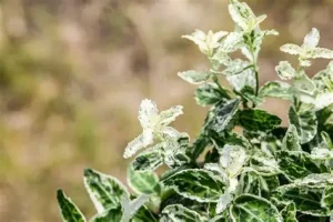 Euonymus fortunei 'Harlequin' – Kúszó kecskerágó 15-20cm