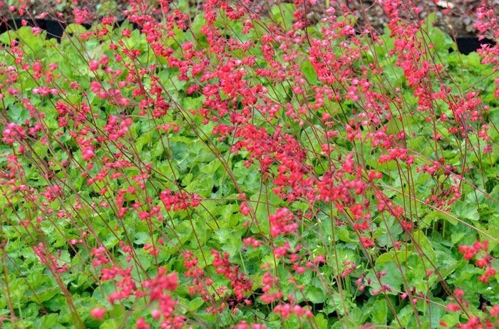 Heuchera sanguinea 'Leuchtkäfer' – Vérvörös tűzeső 9x9