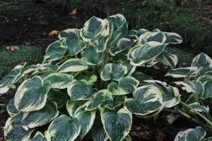 Hosta fortunei 'Minuteman' - Árnyékliliom D14