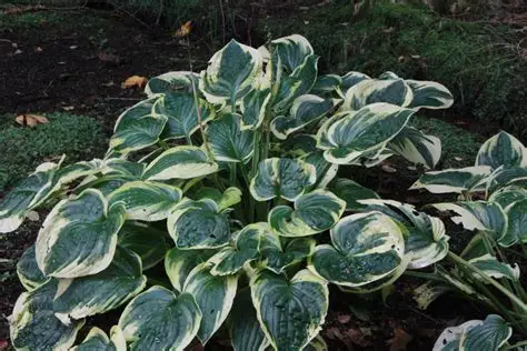 Hosta fortunei 'Minuteman' - Árnyékliliom D14