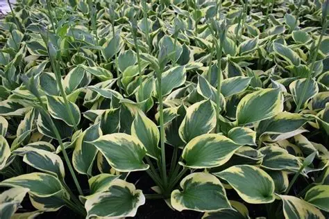 Hosta 'Twilight' – Árnyékliliom D14