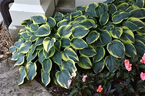 Hosta 'First Frost' - Árnyékliliom D14