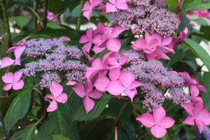 Hydrangea macrophylla 'Selina' - Kerti hortenzia K2