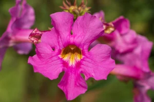 Incarvillea delavayi - Szabadföldi gloxínia K2