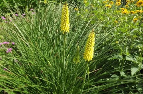 Kniphofia 'Sunningdale Yellow' - Fáklyaliliom D14
