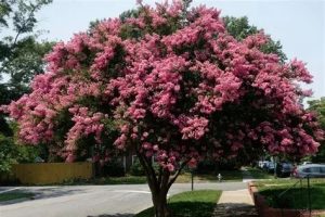 Lagerstroemia indica – Törzses kínai selyemmirtusz 25-30cm