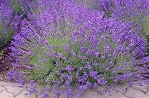Lavandula angustifolia 'Lavici Blue Improved' - Levendula 9x9