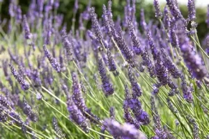Lavandula x intermedia 'Grosso' - Levendula 9x9