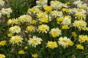 Leucanthemum 'Goldfinch' – Margaréta D14