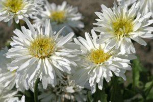 Leucanthemum 'Sante' - Kerti margaréta D14