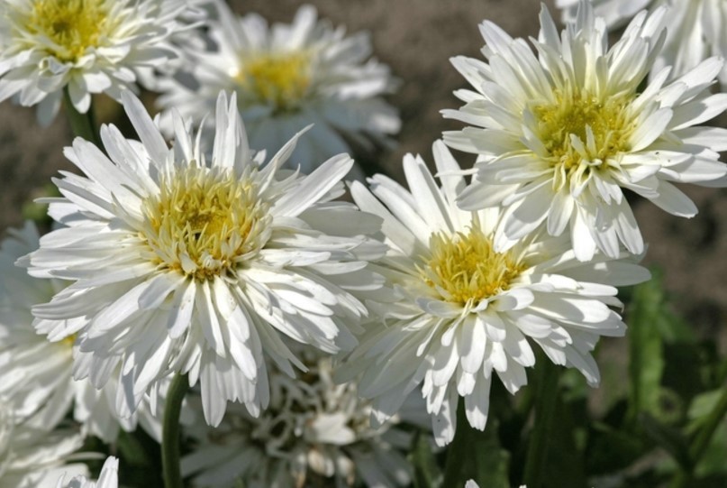 Leucanthemum 'Sante' - Kerti margaréta D14