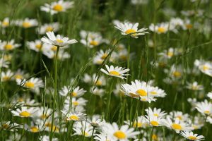 Leucanthemum - féltelt virágú margaréta D14