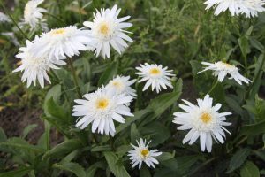 Leucanthemum x superbum 'Wirral Supreme' - Kerti margaréta D14