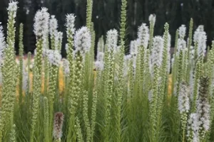 Liatris spicata 'Floristan Weiss' – Füzéres díszcsorba D14