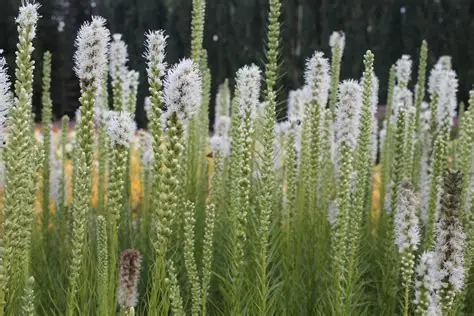 Liatris spicata 'Floristan Weiss' – Füzéres díszcsorba D14