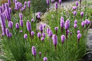 Liatris spicata – Füzéres díszcsorba D14
