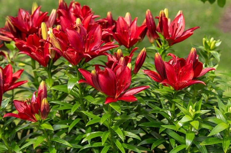 Lilium asiatic 'Happy Love' - Liliom D14