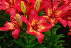 Lilium asiatic 'Abbeville's Pride' – Ázsiai hibrid liliom D14