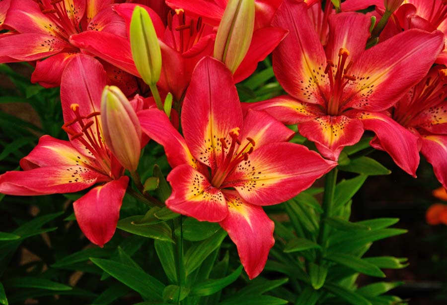Lilium asiatic 'Abbeville's Pride' – Ázsiai hibrid liliom D14