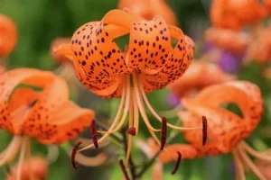 Lilium lancifolium – Tigrisliliom D14