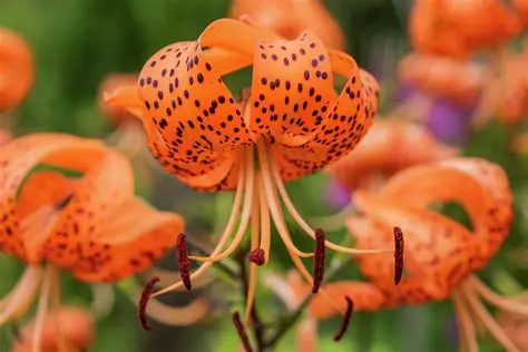 Lilium lancifolium – Tigrisliliom D14