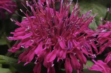 Monarda Balmy Purple Red - Méhbalzsam D14