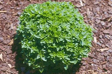 Ocimum basilicum 'Minette' – Bazsalikom K10,5