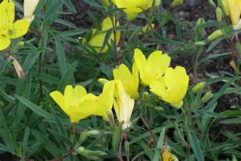Oenothera 'Lemon Drop' – Négyszögletes ligetszépe D14