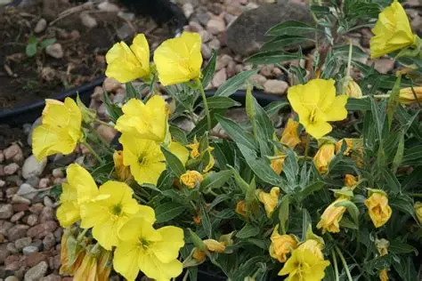 Oenothera macrocarpa - Missouri ligetszépe 9x9