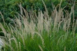 Pennisetum orientale 'Fairy Tails' – Rózsaszín virágú tollborzfű 9x9