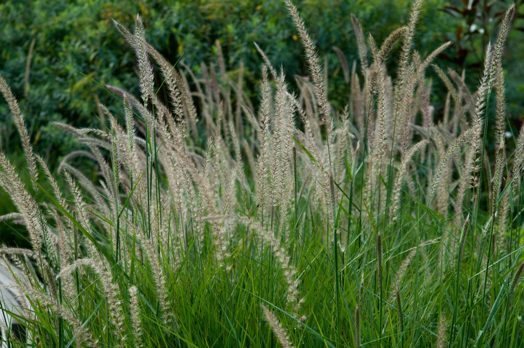 Pennisetum orientale 'Fairy Tails' – Rózsaszín virágú tollborzfű 9x9