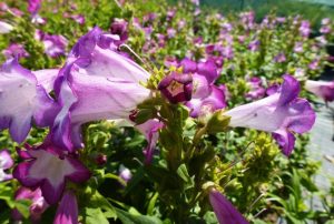 Penstemon hartwegii Mountain Treats Lavander - Bugatölcsér D14