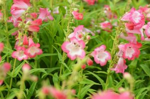 Penstemon hartwegii 'Mountain Treats Light Pink' - Halvány rózsaszín bugatölcsér D14