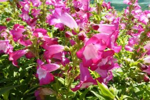 Penstemon hartwegii 'Phoenix Magenta' - Bugatölcsér D14