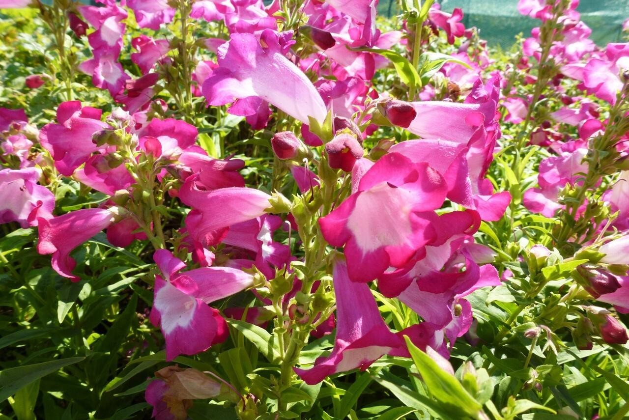 Penstemon hartwegii 'Phoenix Magenta' - Bugatölcsér D14