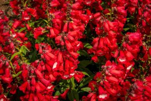 Penstemon hartwegii 'Phoenix Red' - Bugatölcsér D14