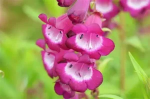 Penstemon hartwegii 'Phoenix Violet' – Bugatölcsér D14