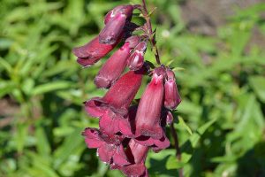 Penstemon hartwegii ‘Mountain Treats Purple’ – bugatölcsér D14