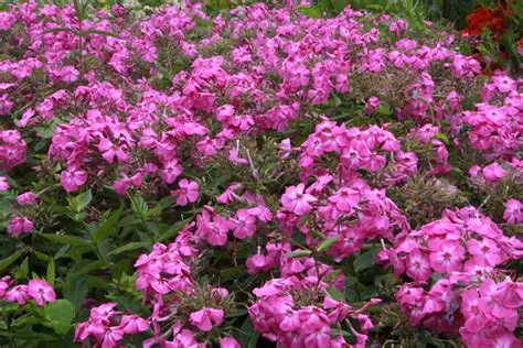 Phlox paniculata 'Amethyst' – Bugás lángvirág D14
